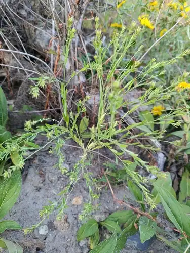 Foto dokumenter Diarthron linifolium