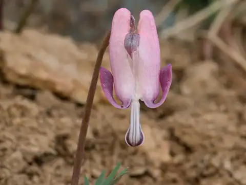 Foto dokumenter Dicentra pauciflora