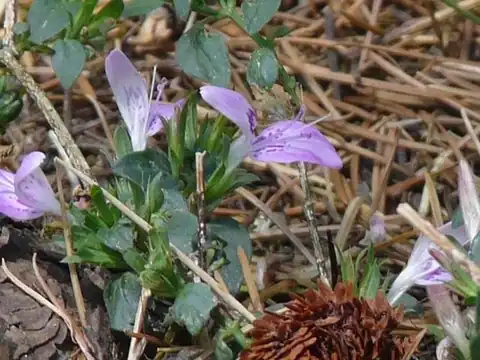 Foto dokumenter Dicliptera bupleuroides