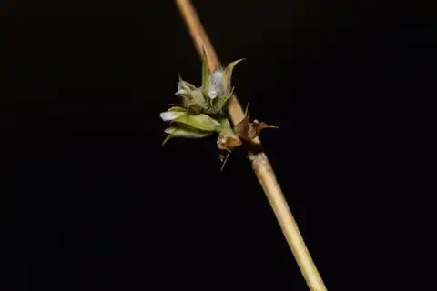 Foto dokumenter Dicliptera verticillata
