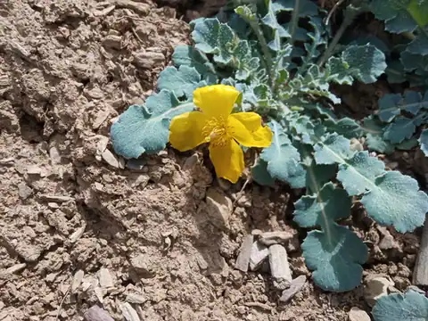 Foto dokumenter Dicranostigma lactucoides