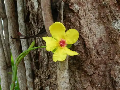 Foto dokumenter Dillenia alata