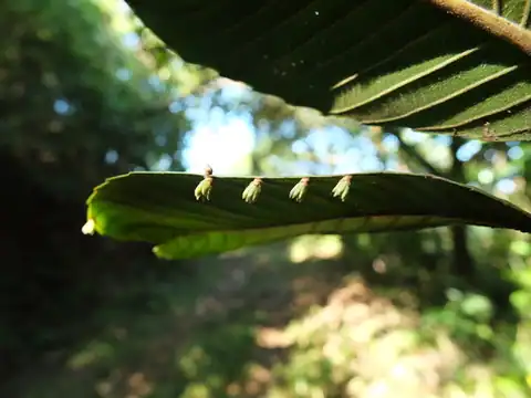 Foto dokumenter Dillenia pentagyna