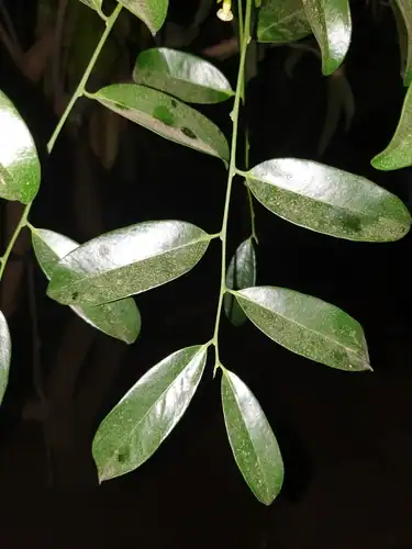 Foto dokumenter Diospyros ebenum