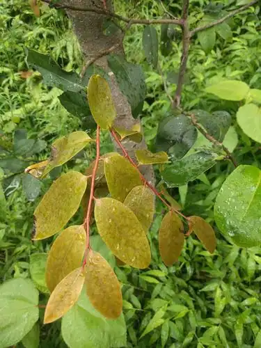 Foto dokumenter Diospyros hillebrandii