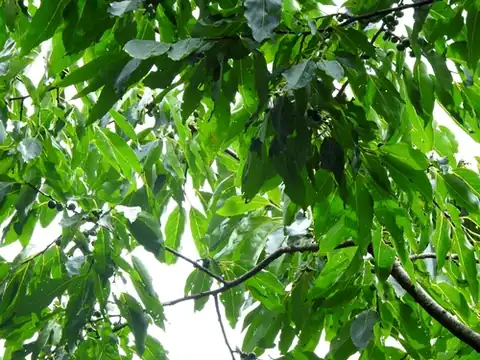 Foto dokumenter Diospyros japonica