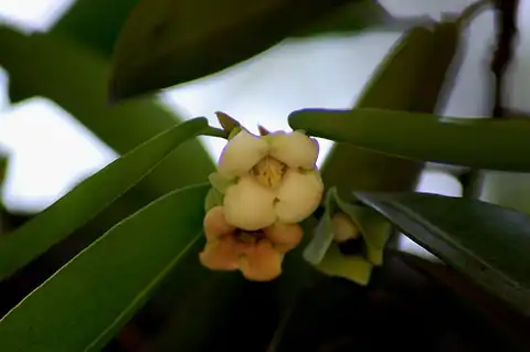 Foto dokumenter Diospyros malabarica