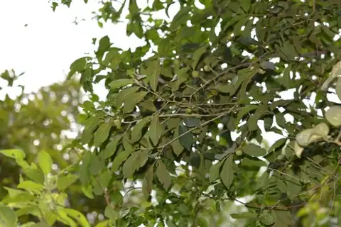 Foto dokumenter Diospyros salicifolia