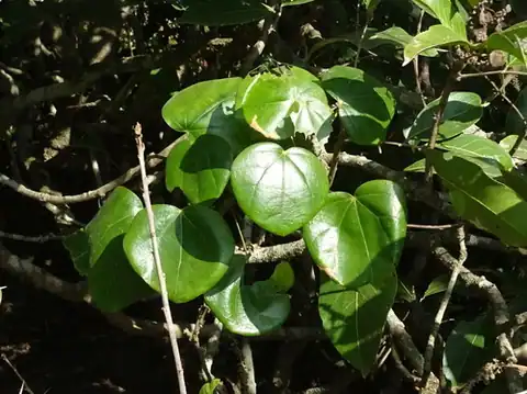 Foto dokumenter Diploclisia glaucescens