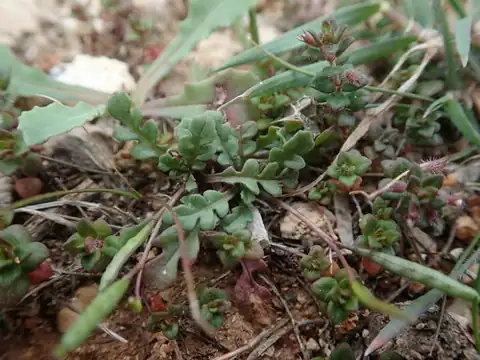 Foto dokumenter Diplotaxis viminea