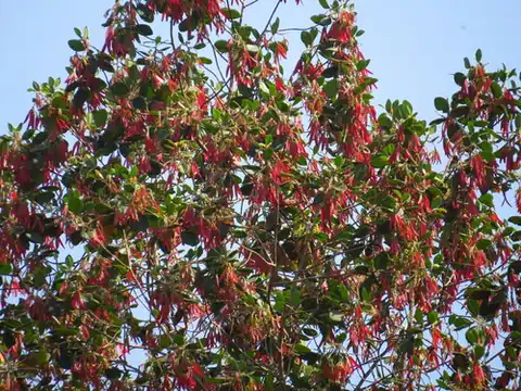 Foto dokumenter Dipterocarpus crinitus