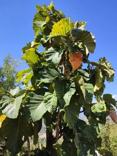 Foto dokumenter Dipterocarpus tuberculatus