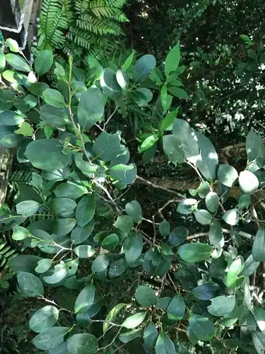 Foto dokumenter Distylium racemosum