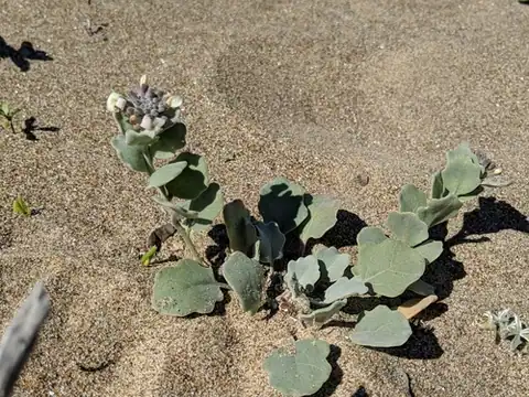 Foto dokumenter Dithyrea maritima