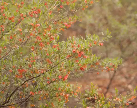 Foto dokumenter Dodonaea boroniifolia