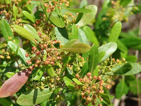 Foto dokumenter Dodonaea viscosa