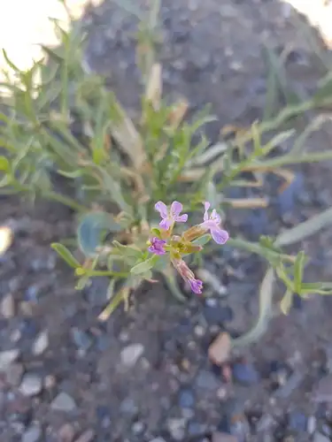 Foto dokumenter Dontostemon elegans