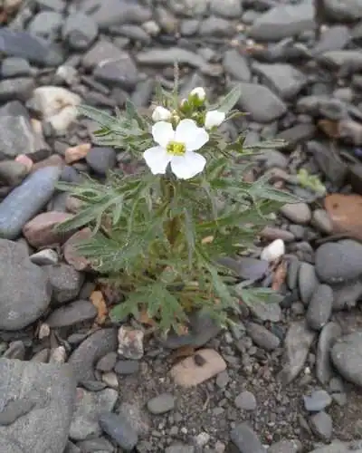 Foto dokumenter Dontostemon pinnatifidus