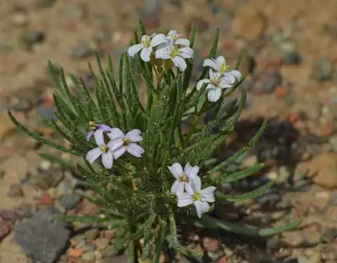 Foto dokumenter Dontostemon senilis