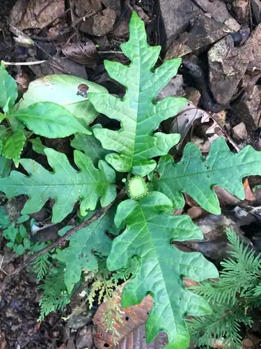 Foto dokumenter Dorstenia choconiana