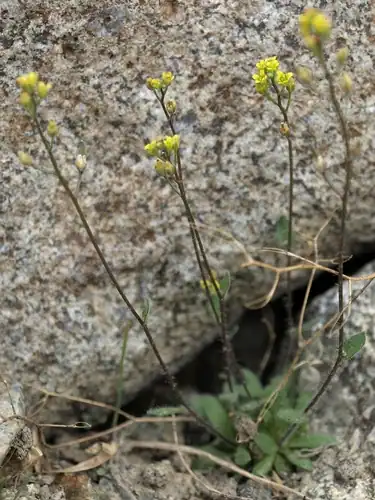 Foto dokumenter Draba albertina