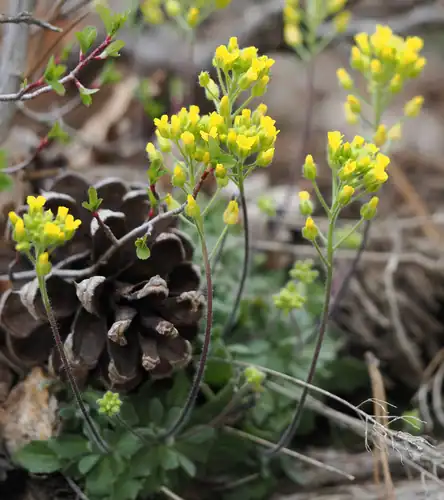 Foto dokumenter Draba asprella