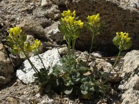 Foto dokumenter Draba asterophora