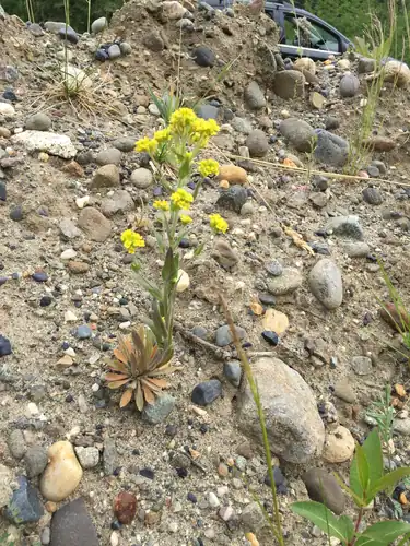 Foto dokumenter Draba aurea