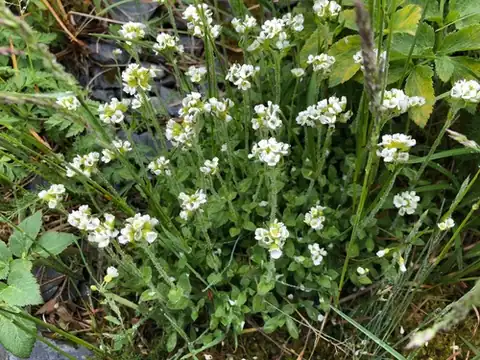 Foto dokumenter Draba borealis