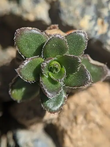 Foto dokumenter Draba carnosula