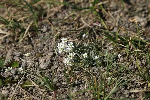 Foto dokumenter Draba cinerea