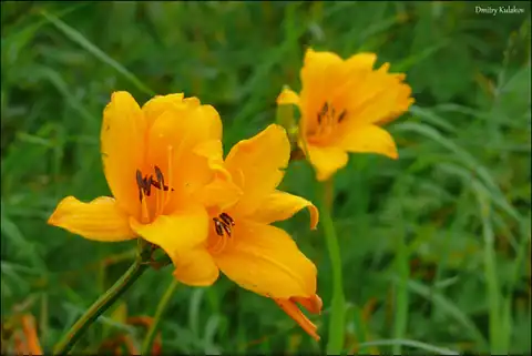 Foto dokumenter Hemerocallis middendorffii