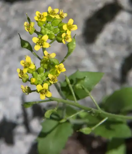 Foto dokumenter Draba helleriana