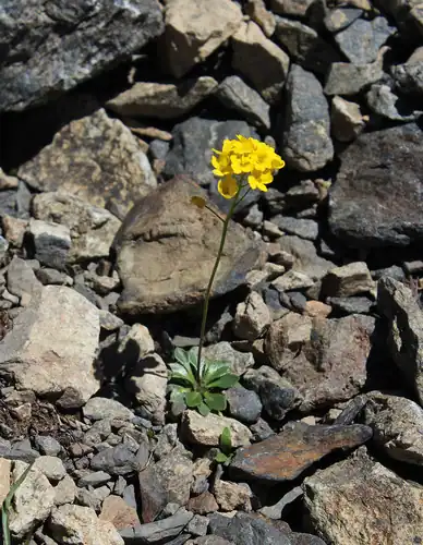 Foto dokumenter Draba hispida