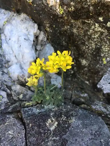 Foto dokumenter Draba howellii