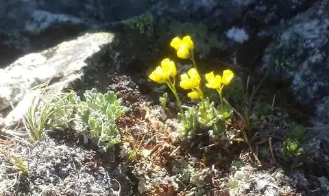 Foto dokumenter Draba incerta