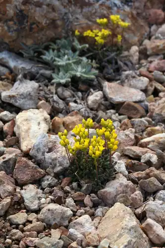 Foto dokumenter Draba incrassata