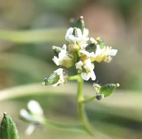 Foto dokumenter Draba lactea