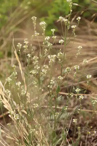 Foto dokumenter Draba lanceolata