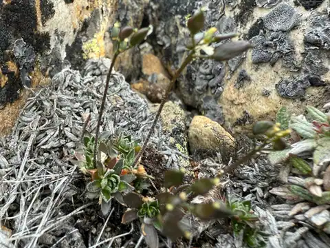 Foto dokumenter Draba micropetala