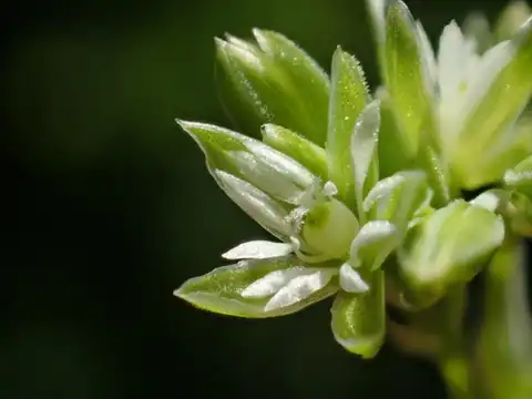 Foto dokumenter Drymaria cordata