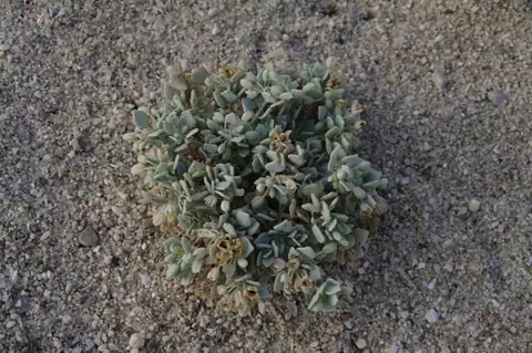 Foto dokumenter Drymaria holosteoides