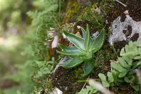 Foto dokumenter Dudleya lanceolata
