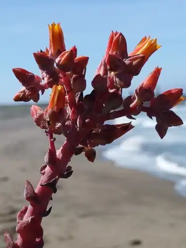 Foto dokumenter Dudleya palmeri