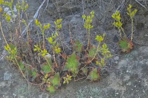 Foto dokumenter Dudleya stolonifera