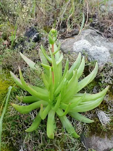 Foto dokumenter Dudleya virens