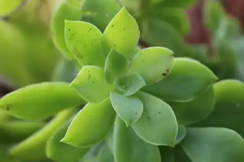 Foto dokumenter Echeveria australis
