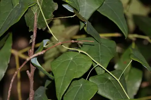 Foto dokumenter Echinostephia aculeata