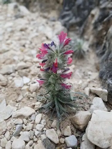 Foto dokumenter Echium albicans