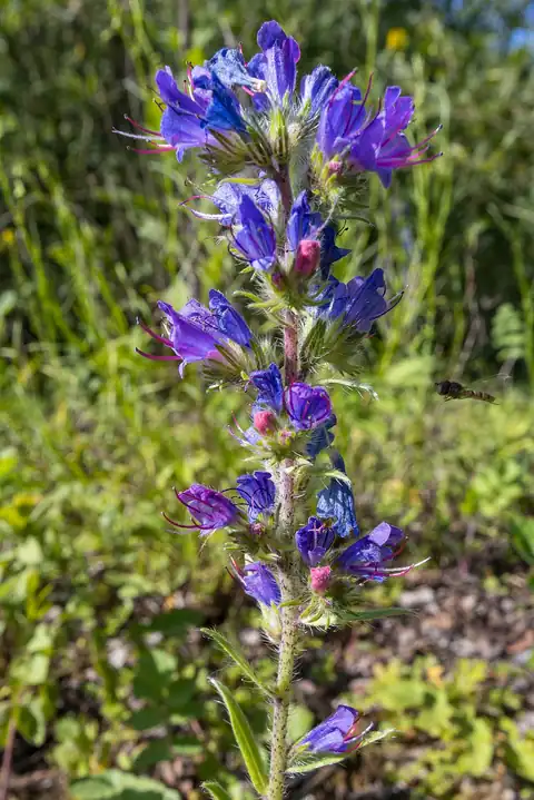Foto dokumenter Echium vulgare